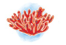 Fire coral injuries fre coral injuries