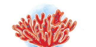 Fire coral injuries fre coral injuries