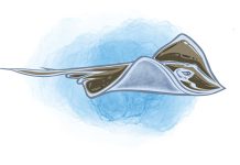 Stingray injuries stingray injuries - caymanhealth