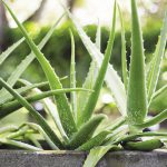 Traditional Cayman plant remedies