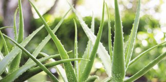 Traditional Cayman plant remedies