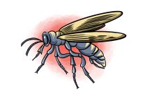 Bee, wasp stings bee,wasp stings