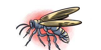 Bee, wasp stings bee,wasp stings