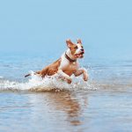 Preventative medicine for pets