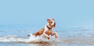 Preventative medicine for pets