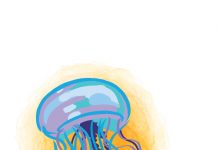 Jellyfish stings – prevention and treatment jellyfish stings - caymanhealth