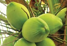 Cooking with coconut…four easy ways coconut tree - caymanhealth