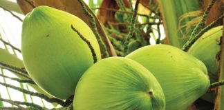 Cooking with coconut…four easy ways coconut tree - caymanhealth