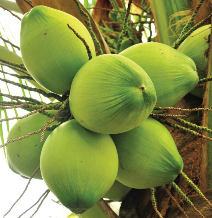 coconut tree - caymanhealth