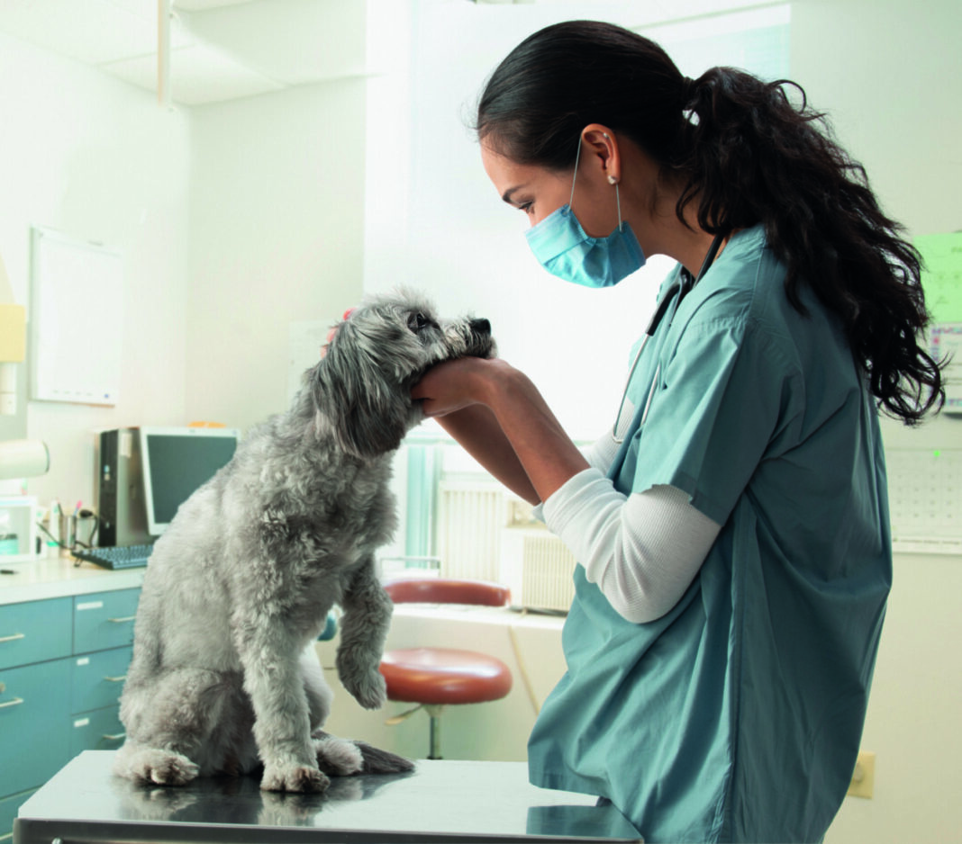 Veterinary services in Cayman