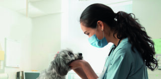 Animal Aid Veterinary services in Cayman